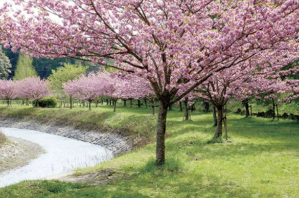 お花見ができる サクラが絶景のbbq場 関西編 qjo Com